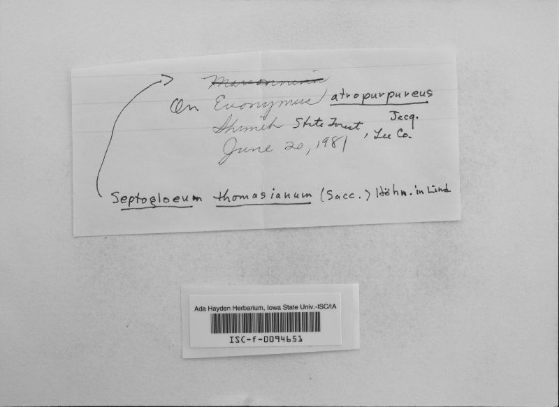 Septogloeum thomasianum image