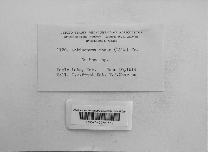 Diplocarpon rosae image