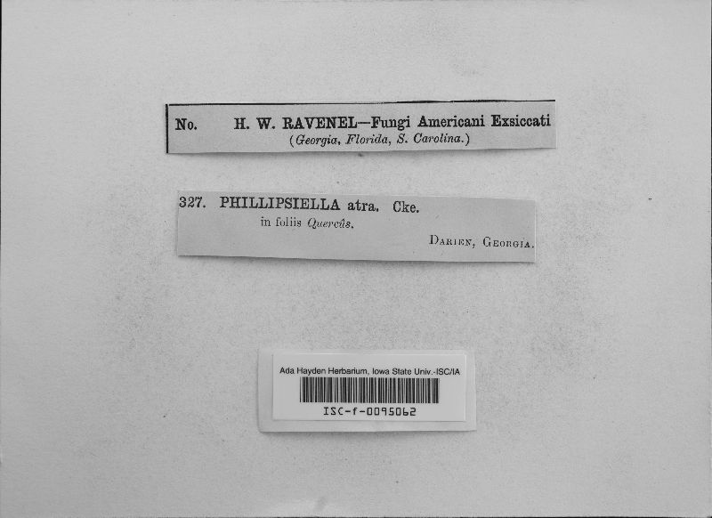 Phillipsiella image