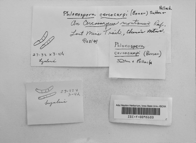 Phloeospora cercocarpi image