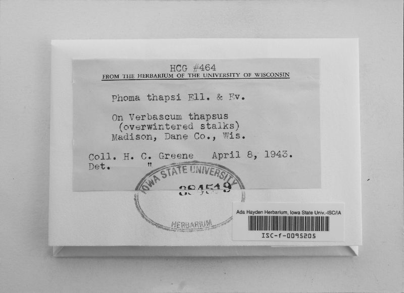 Phoma thapsi image