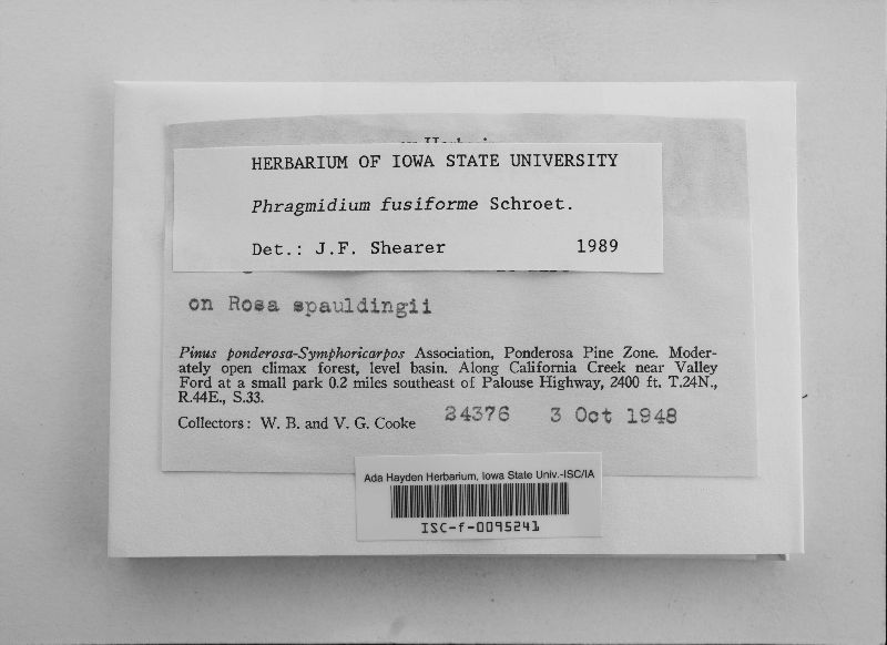 Phragmidium fusiforme image