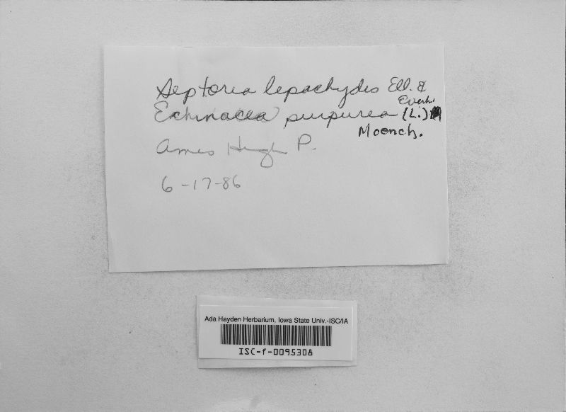 Septoria lepachidis image