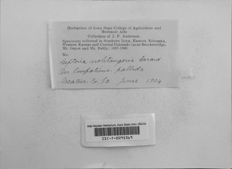Septoria noli-tangere image