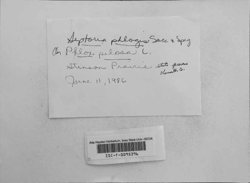 Septoria phlogis image