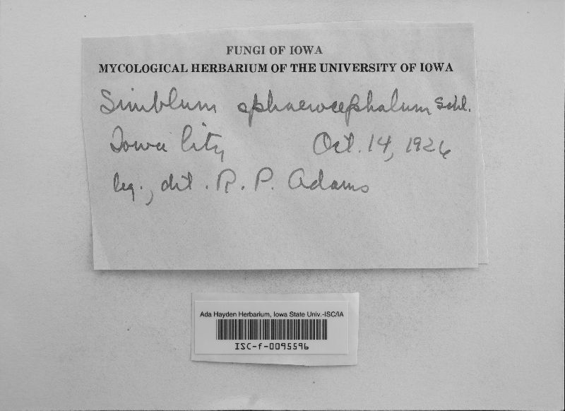 Simblum sphaerocephalum image