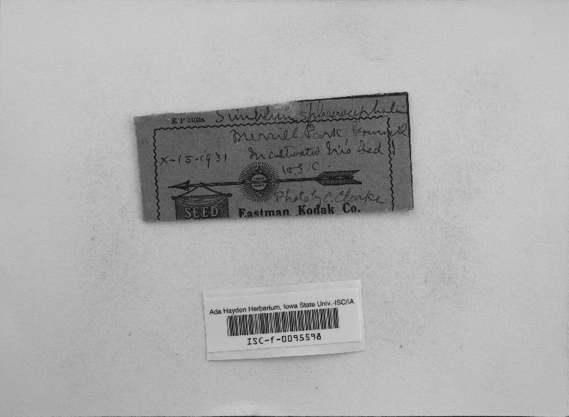 Simblum sphaerocephalum image