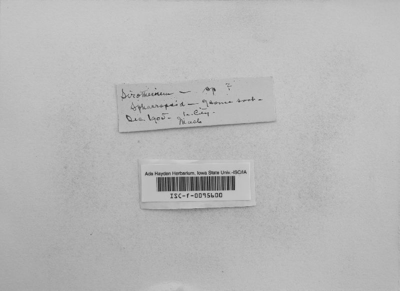 Sirothecium image