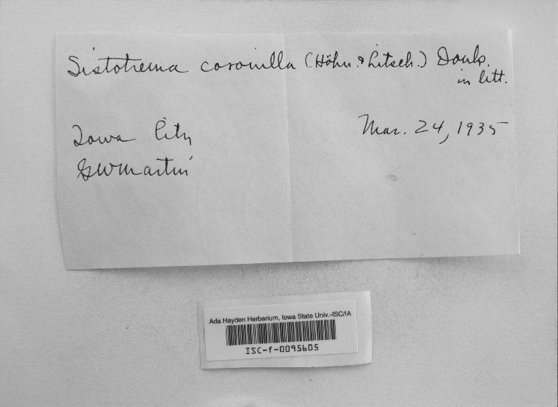 Sistotrema coronilla image