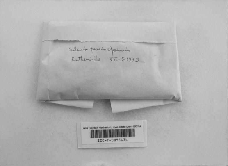 Resupinatus poriaeformis image