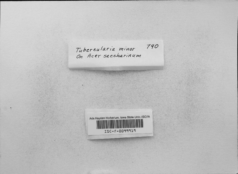 Tubercularia minor image