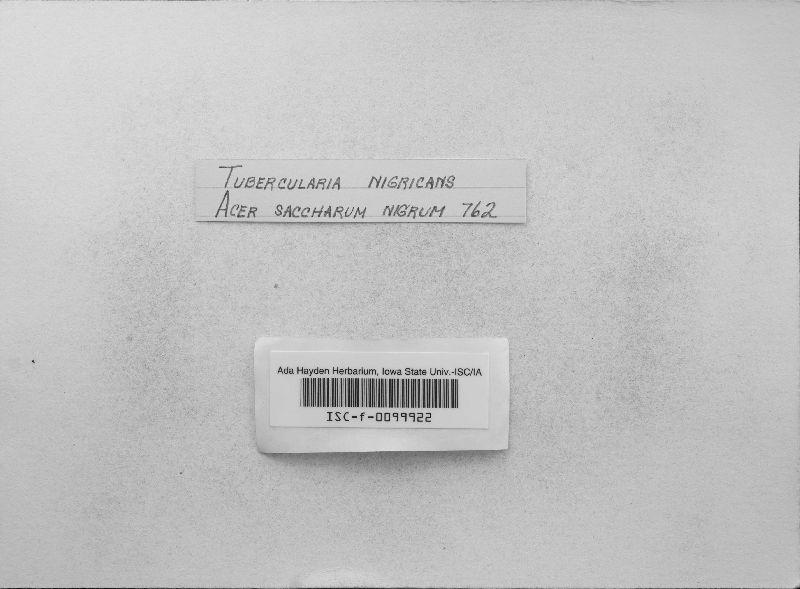 Tubercularia nigricans image
