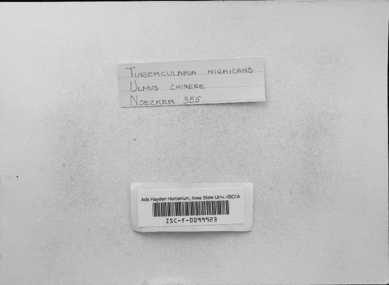 Tubercularia nigricans image