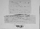 Puccinia recondita image