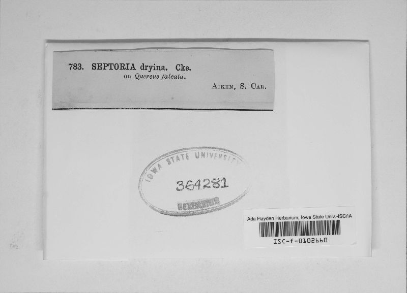 Septoria dryina image