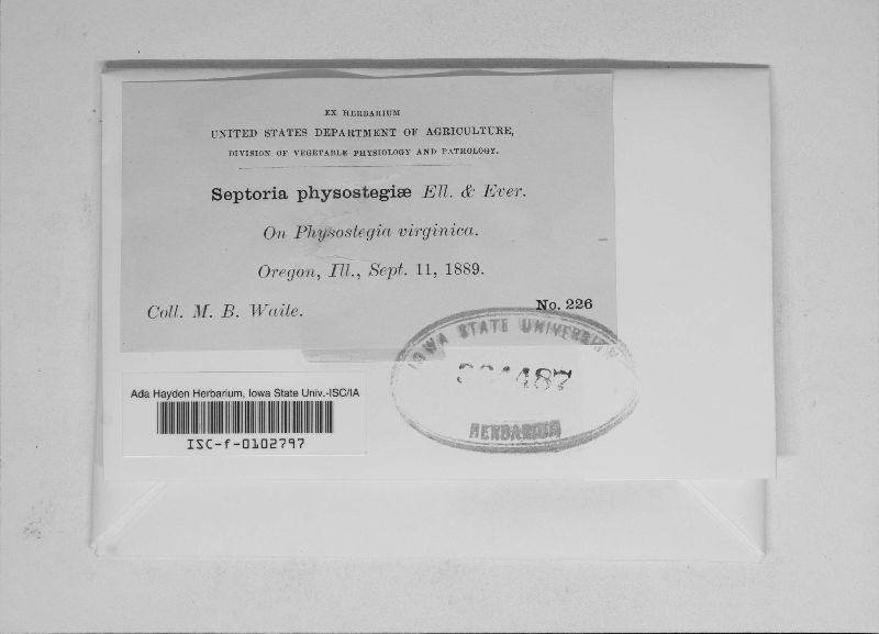 Septoria physostegiae image