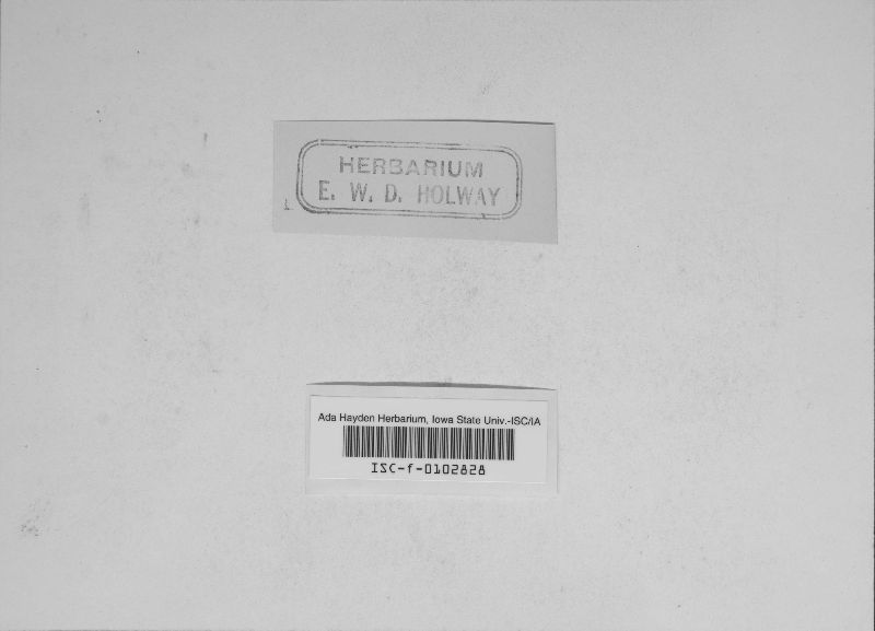 Septoria rhoidis image