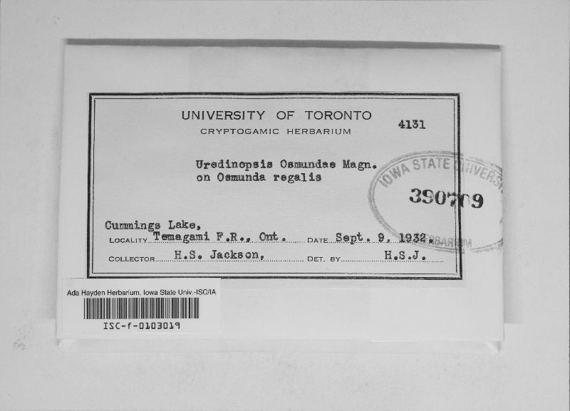 Uredinopsis image