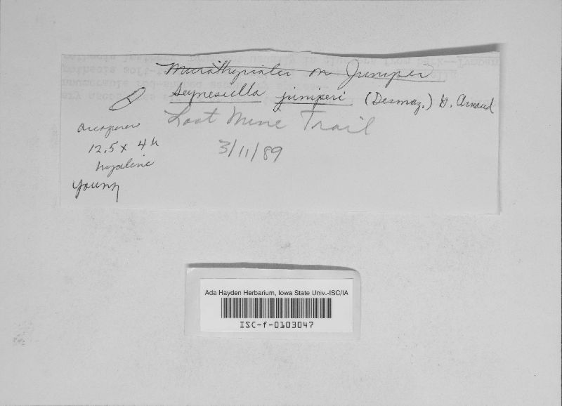 Seynesiella juniperi image