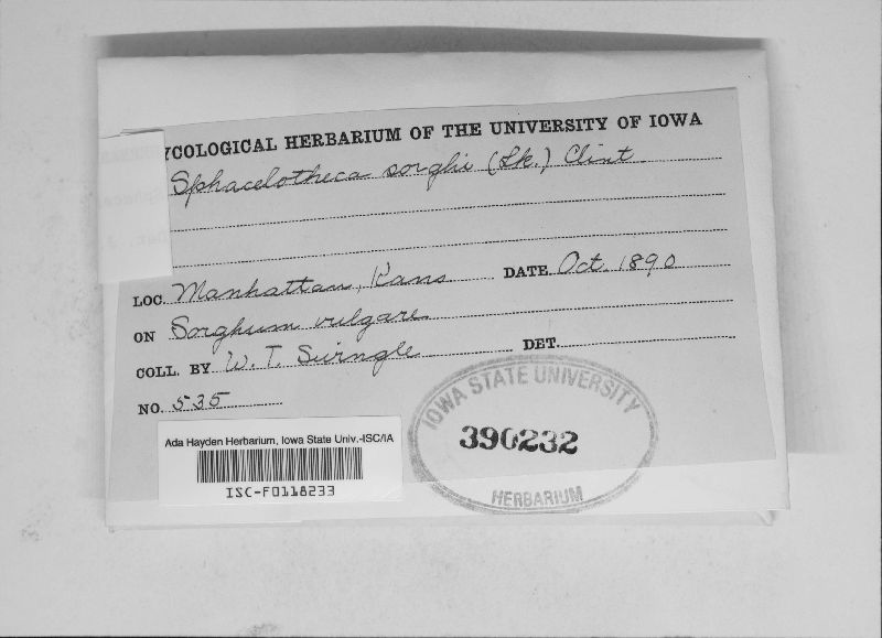 Sphacelotheca reiliana image