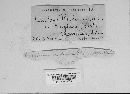 Sphacelotheca reiliana image