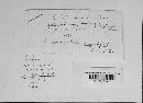 Puccinia sherardiana image