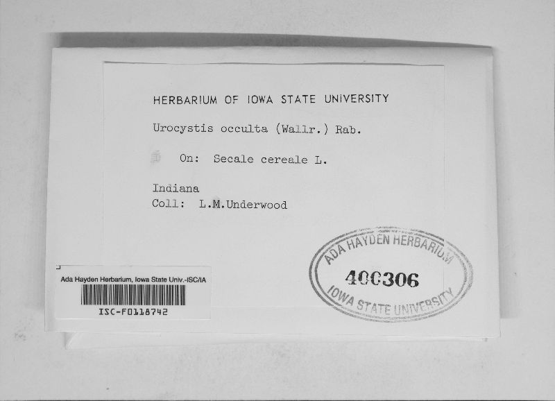 Urocystidaceae image