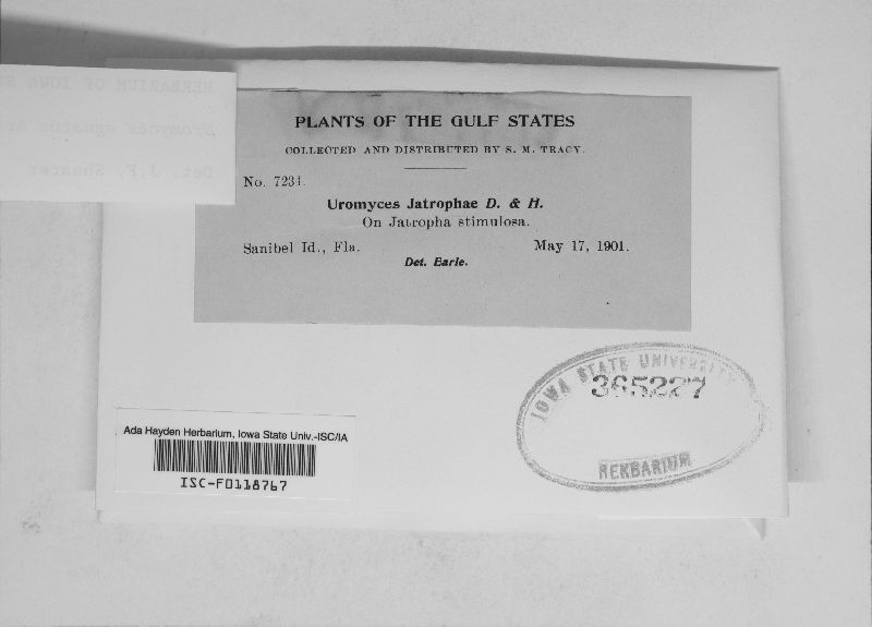 Uromyces agnatus image