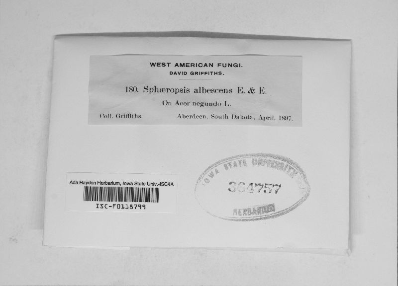 Sphaeropsis albescens image