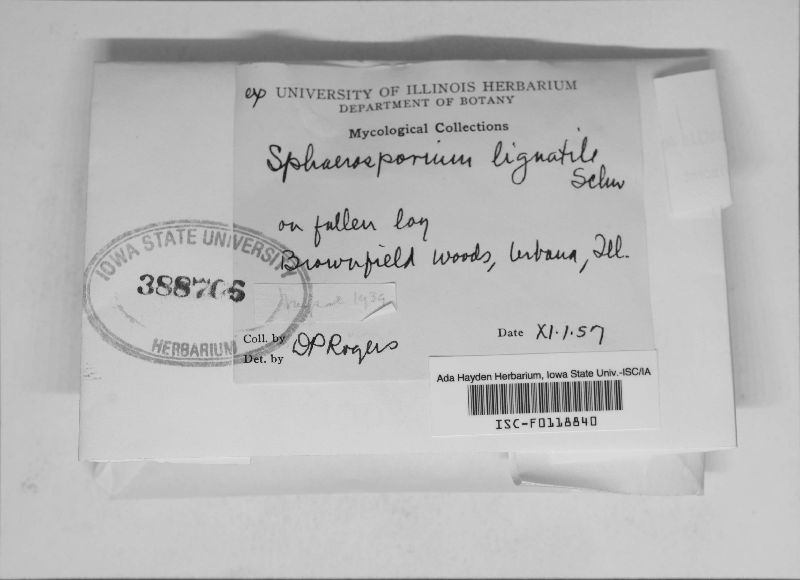 Sphaerosporium lignatile image