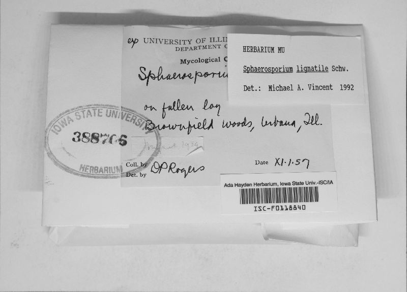 Sphaerosporium image