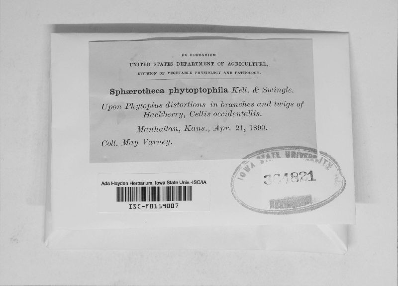 Sphaerotheca phytoptophila image
