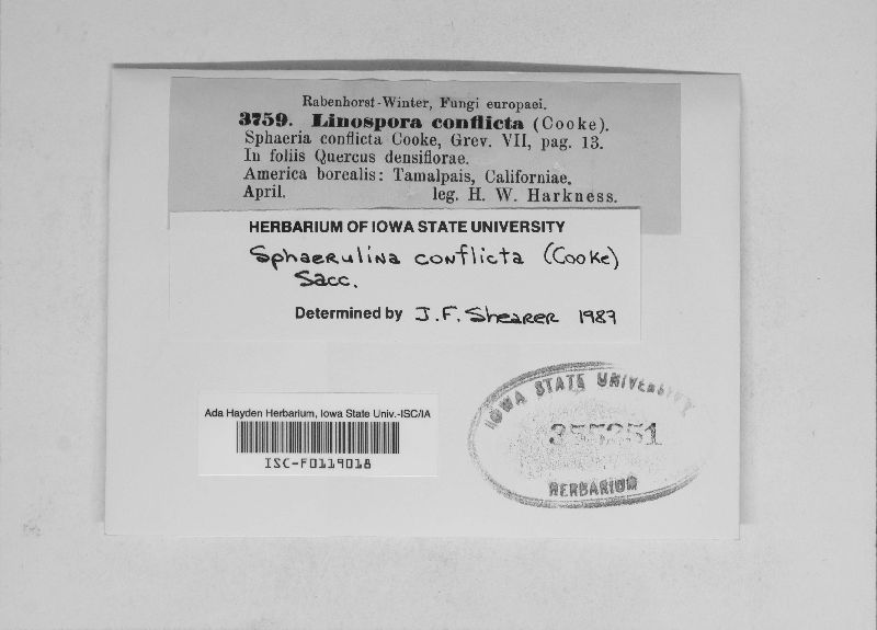 Sphaerulina conflicta image