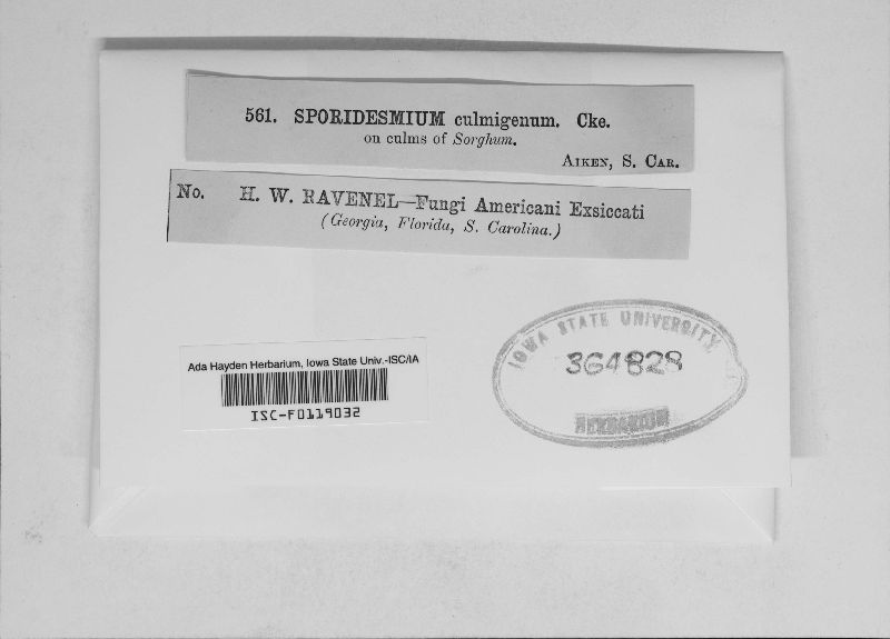 Sporidesmium culmigenum image