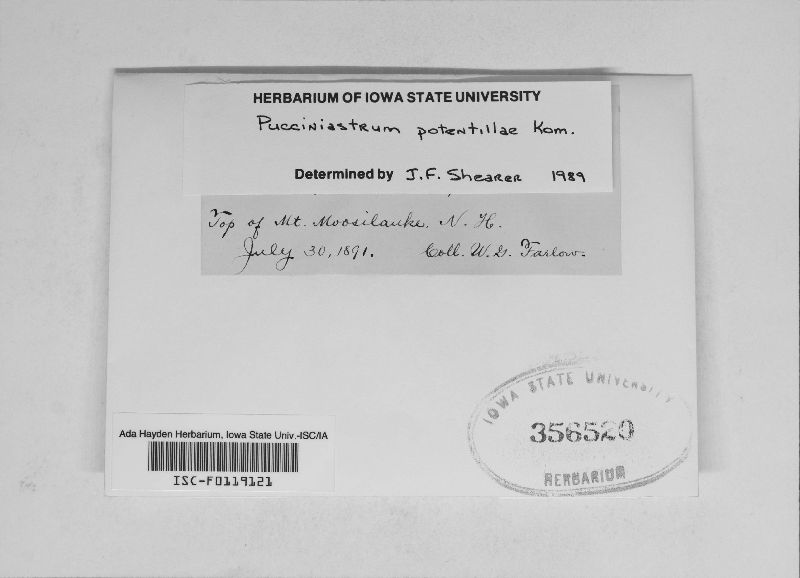 Pucciniastrum potentillae image