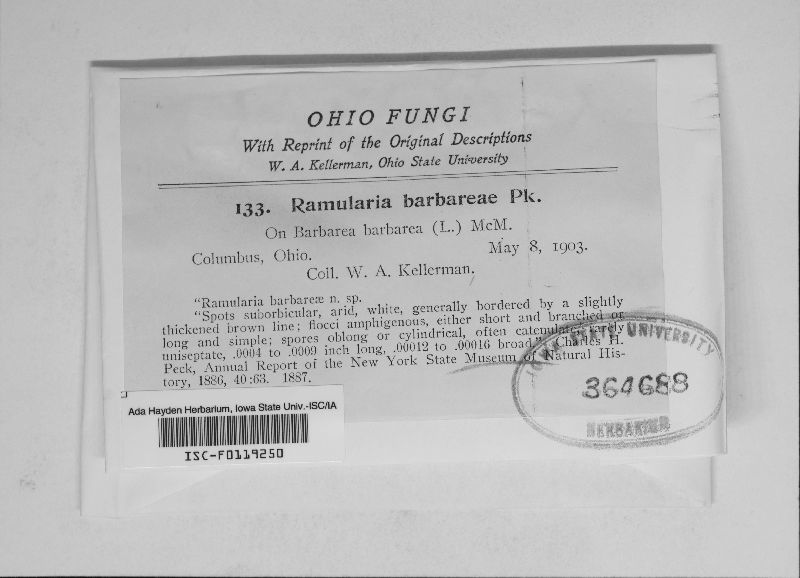 Ramularia barbareae image