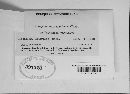 Uromyces ari-triphylli image