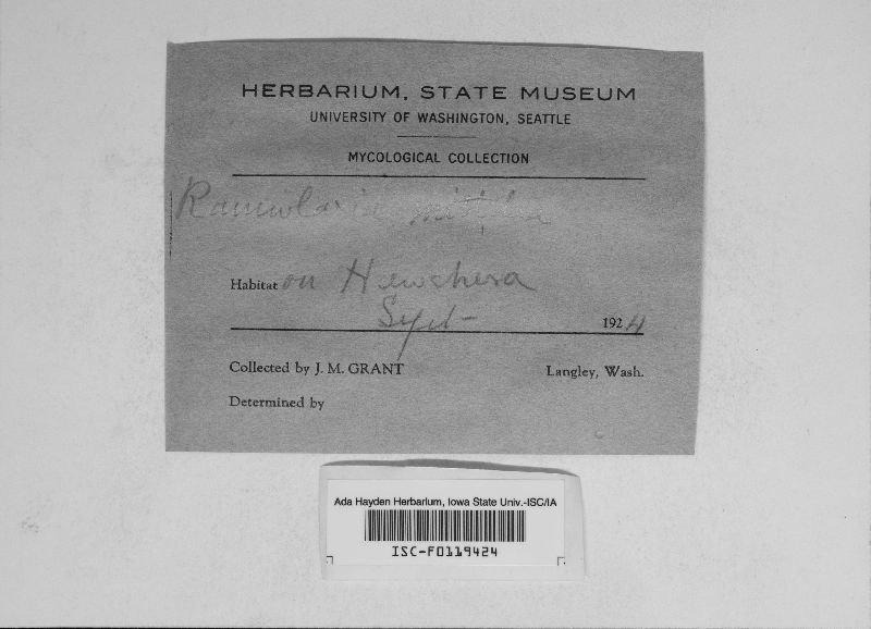 Ramularia mitellae image