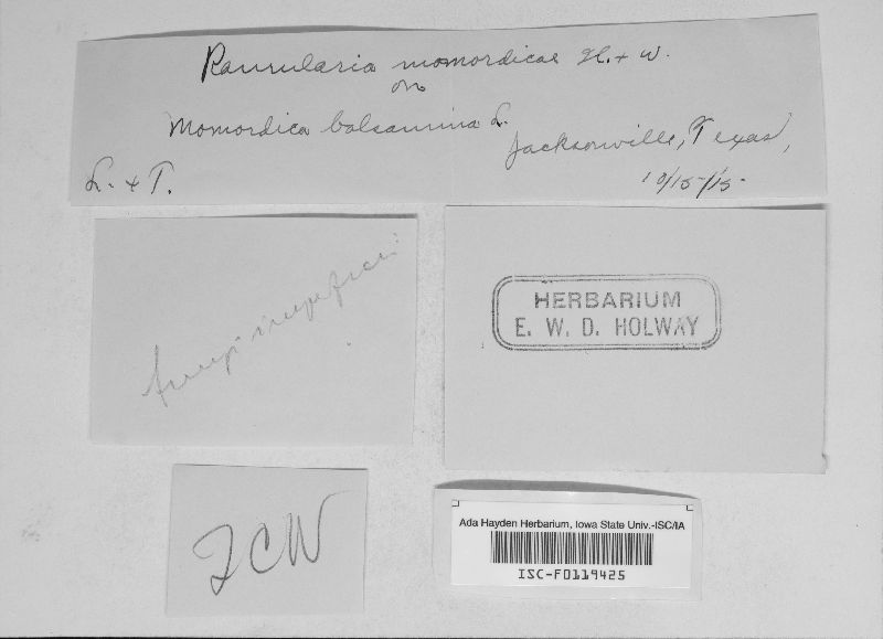 Ramularia momordicae image