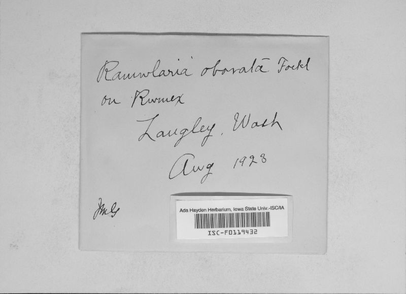 Ramularia obovata image