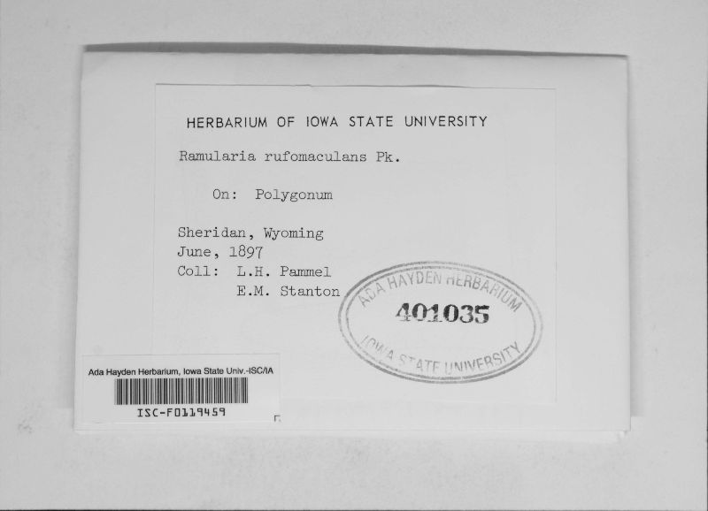 Ramularia rufomaculans image