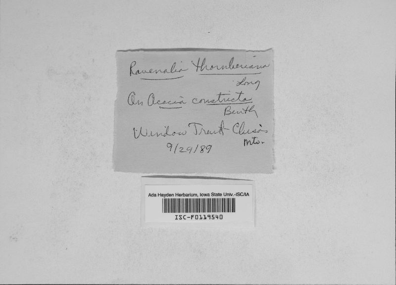 Ravenelia thornberiana image
