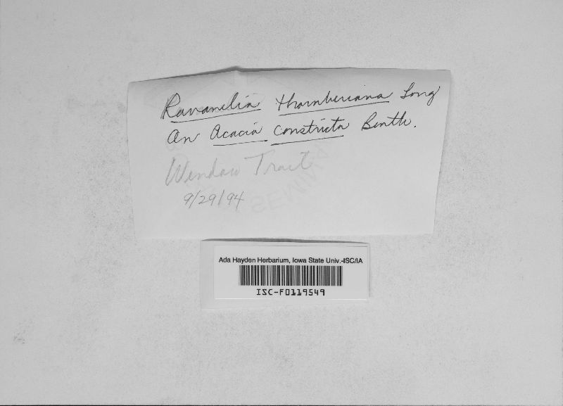 Ravenelia thornberiana image