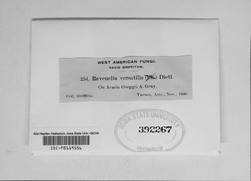 Ravenelia versatilis image