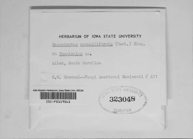 Hohenbuehelia cyphelliformis image
