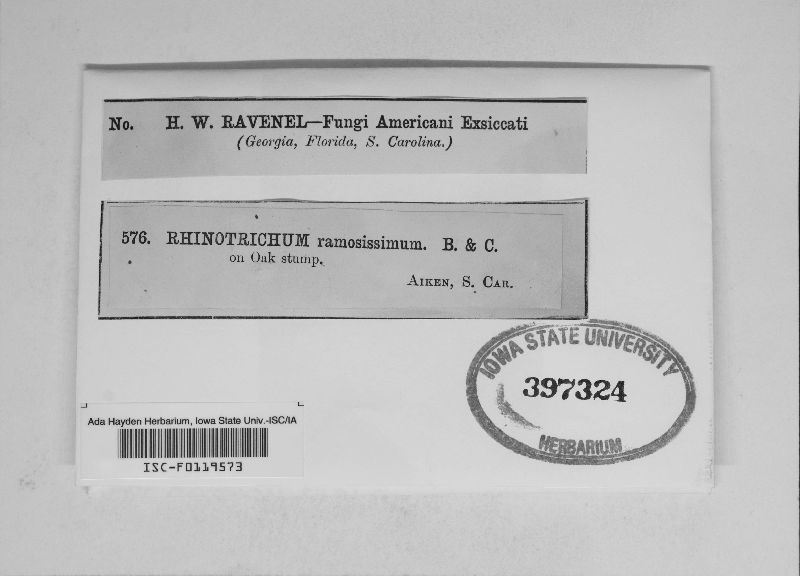 Tomentella lapida image