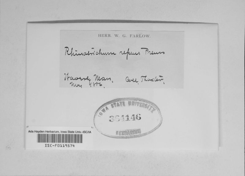 Tomentella lapida image