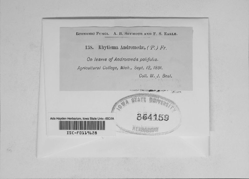 Rhytisma andromedae image