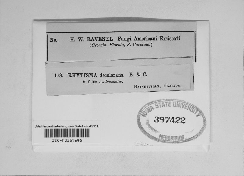 Rhytisma decolorans image