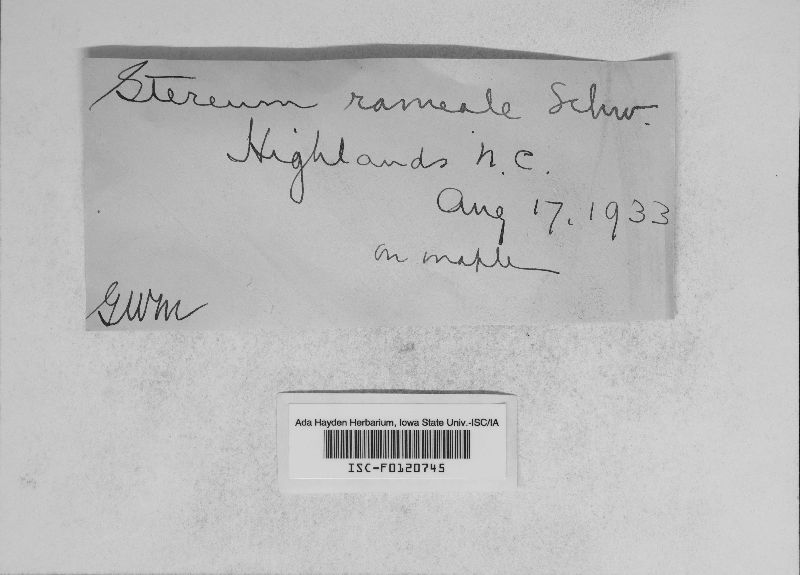 Stereum rameale image